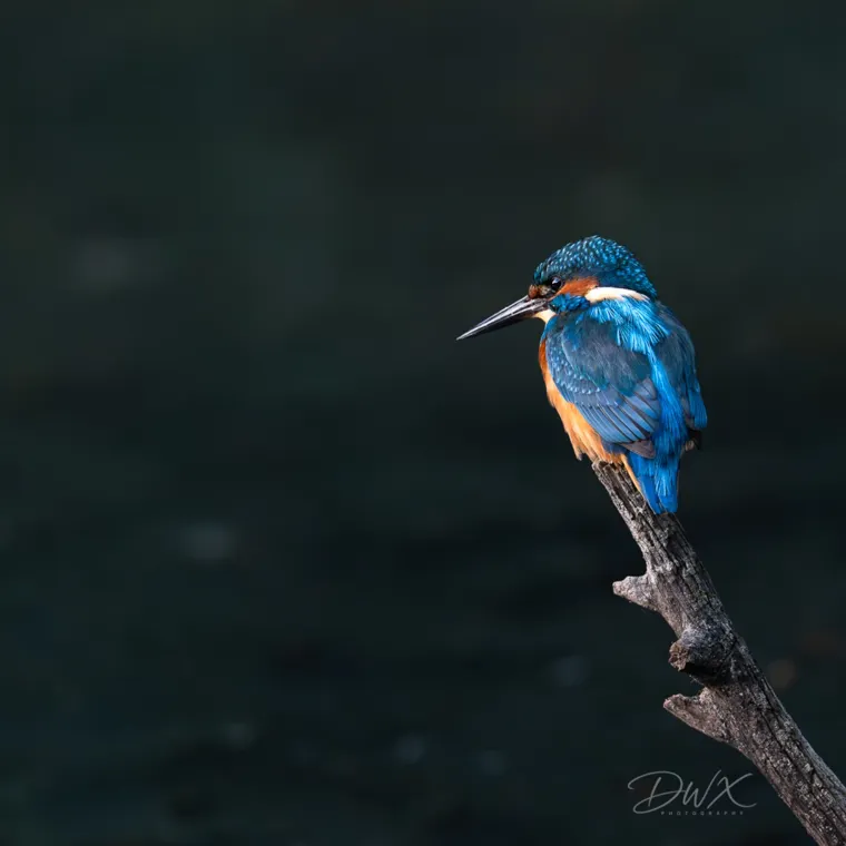 Wildlife photography at the retreat